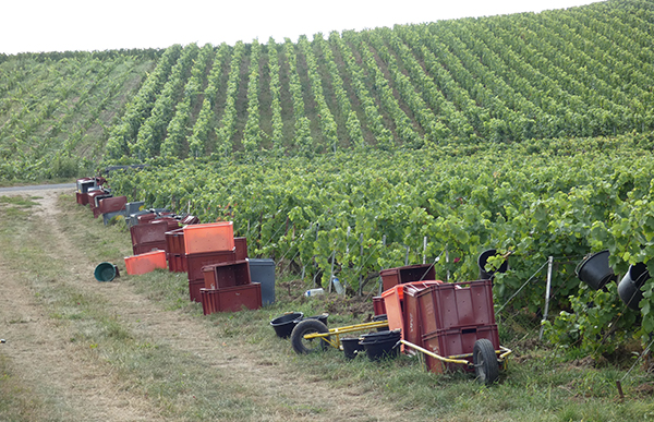 Champagne Côte des Blancs