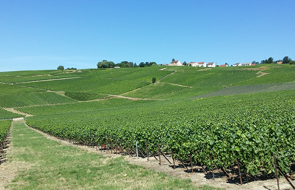 Champagne Côte des Blancs