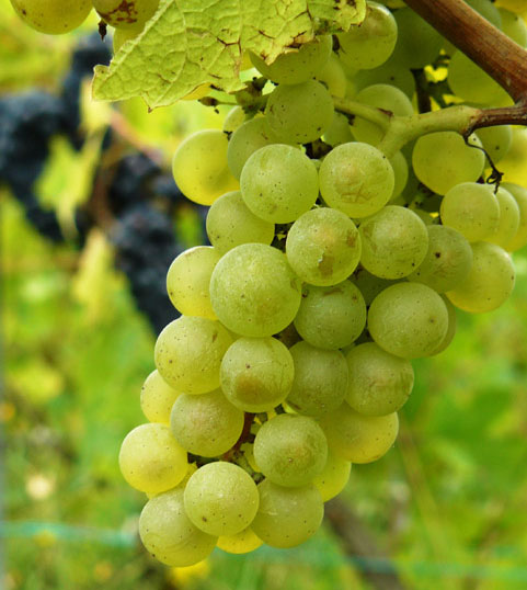 Champagne Grande Vallée de la Marne